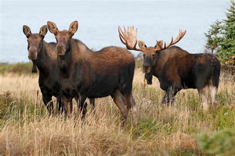 Animal Facts: Moose | Canadian Geographic