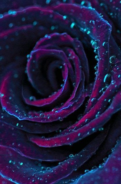 Midnight flower | Purple roses, Flowers, Beautiful flowers