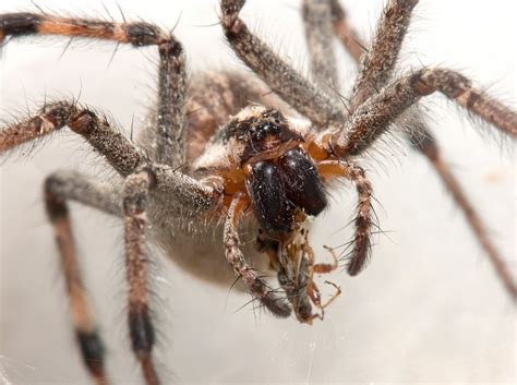 Ugly Overload: Gratuitous Spider Faces