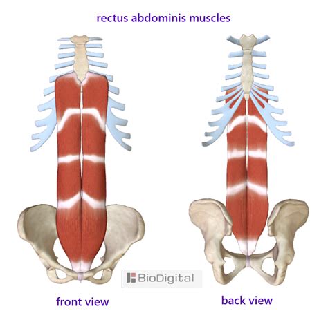 Anterior Abdominal Wall | Quiz