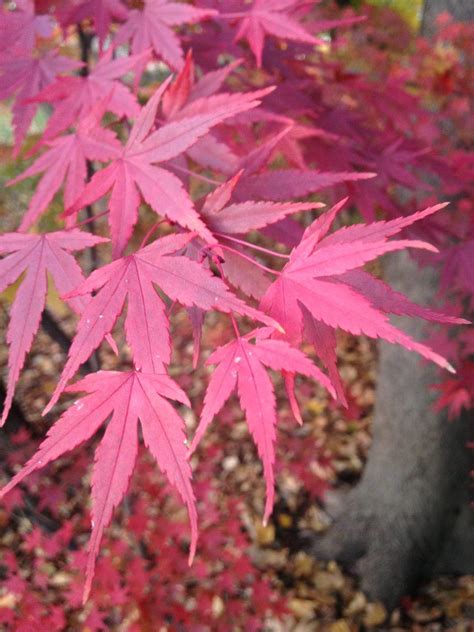 Zone 4 Japanese Maple Trees - Tips On Growing Japanese Maples In Zone 4 | Gardening Know How