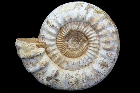 Monster 18.3" Jurassic Ammonite Fossil - Madagascar For Sale (#77655) - FossilEra.com