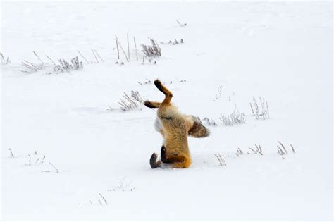 Fox jumping head first into the snow image - Free stock photo - Public ...