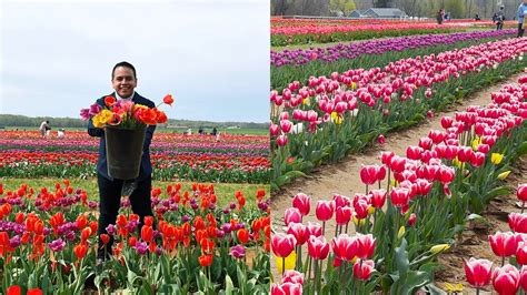 Millions of tulips bloom at Holland Ridge Farms in New Jersey - ABC7 ...