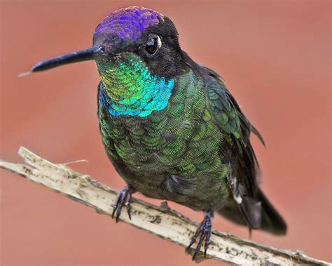 hummingbird feathers - Google zoeken | Hummingbird feather, Hummingbird ...