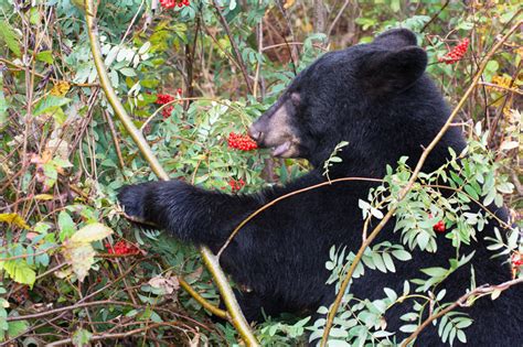 Black Bears Eating Berries