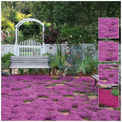 Creeping Thyme PURPLE RAIN Seeds | Ground cover plants, Creeping thyme ...