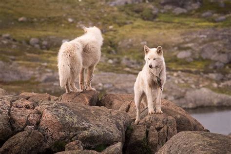 Greenlandic Sled Dogs | Guide to Greenland