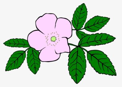 Free Vector Wild Rose Clip Art - Alberta Wild Rose Drawing, HD Png ...