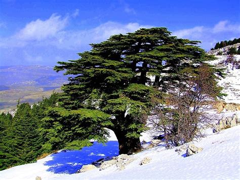 Nature Reserves And Protected Areas In Lebanon - WorldAtlas