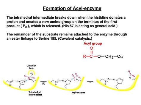 PPT - Lecture 13: Mechanism of Chymotrypsin PowerPoint Presentation - ID:436399