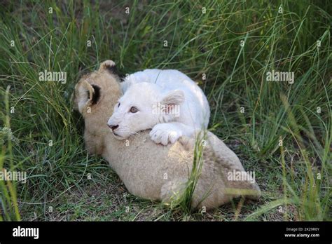 Lion Cubs in South Africa Stock Photo - Alamy