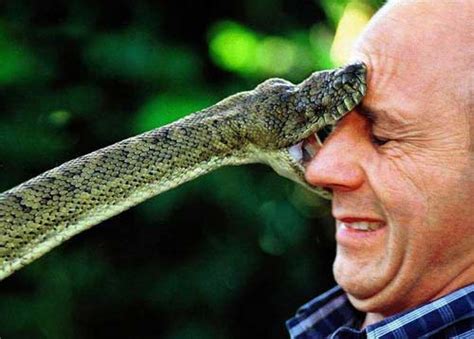 Snake Bite Ouch! | Animal Pictures and Facts | FactZoo.com