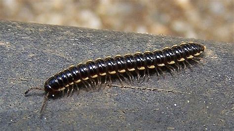 Two millipede species have set up a 150 mile long insect demilitarized zone