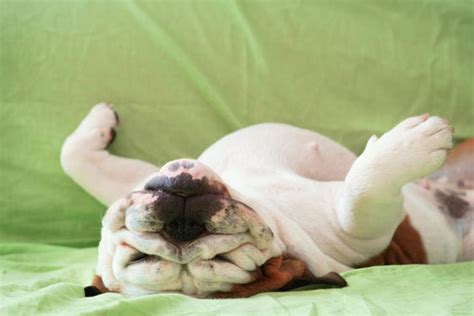 Dog's Stomach Making Noises While Sleeping: 9 Main Causes