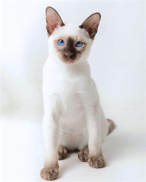 Chocolate Point Siamese Cat: Facts, Traits, Pictures & FAQs