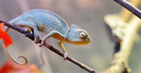 Baby Chameleon: 5 Amazing Facts & 5 Pictures - A-Z Animals