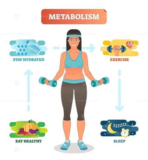 Metabolism concept vector illustration diagram, biochemical body cycle - VectorMine