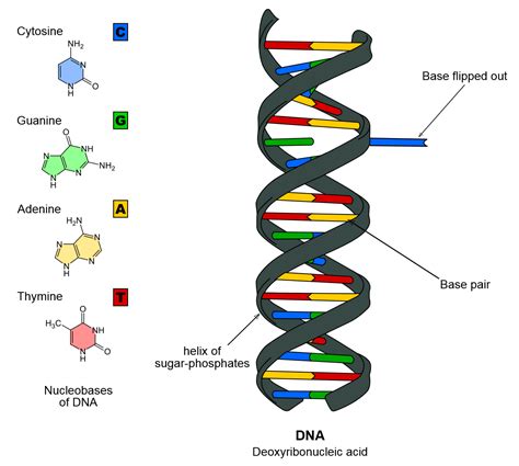 Whole Genome Sequencing | BASEPAWS | WGS | Genome