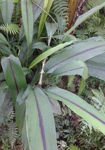 Black Turmeric Plant at Rs 20/piece | Mirganj | ID: 23550934230