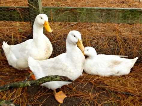 Duck Breeds for Backyard Flocks | HGTV