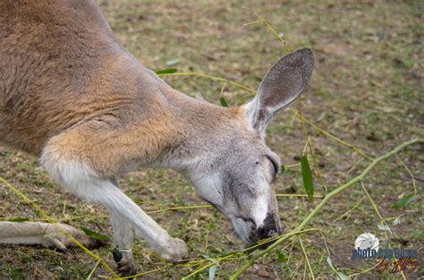 Photo Captures by Jeffery | Wallabies and Red Kangaroos | Red Kangaroo Eating Green Leaves ...