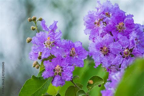 Pride of India flowers, Inthanin flowers Stock Photo | Adobe Stock