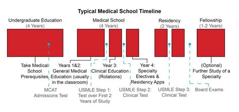 Pre-Med Timeline | Cal State LA