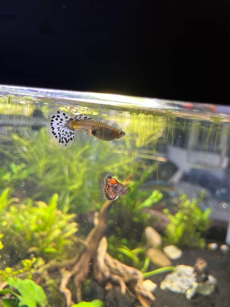 is my female guppy pregnant? : r/Aquariums