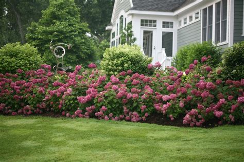 Flowering Bushes For Front Of House Full Sun