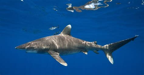 8 Sharks in the Indian Ocean - Wiki Point