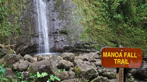 Complete Guide to the Manoa Falls Hike Oahu Adventure - Real Hawaii Tours