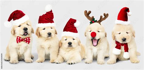 Group of adorable Golden Retriever puppies wearing Christmas costumes Stock Photo | Adobe Stock