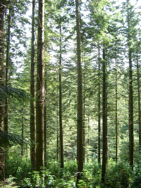 Free Stock photo of Tall Green Trees in the Forest | Photoeverywhere