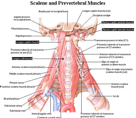 Common Compensations of the Neck: Scalenes for the Deep Anterior Neck ...