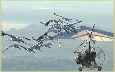 My Desultory Blog » Operation Migration, Whooping Crane shot & C-182 engine out