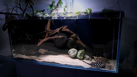 Freshwater Aquarium Stingray • (Types, Tank Size & Breeding)