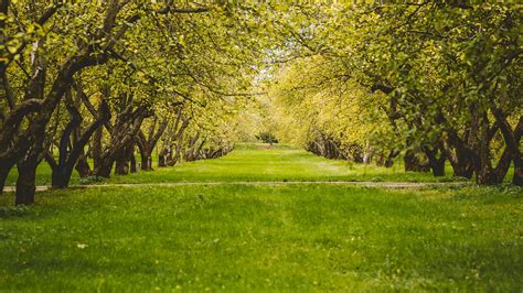 Green Nature Tree 4k HD Wallpapers - Wallpaper Cave