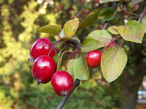 Plant of the month: Malus | Garden House Brighton