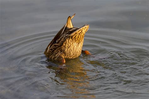 File:Mallard duck diving.jpg - Wikimedia Commons