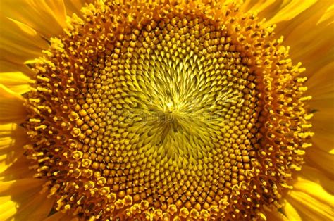 Close Up of Sunflower Petals Stock Image - Image of seeds, yellow: 15598543