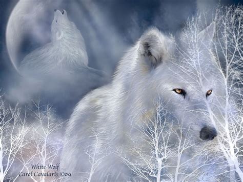 Free download White Wolf Wallpaper 10816 Hd Wallpapers in Animals ...