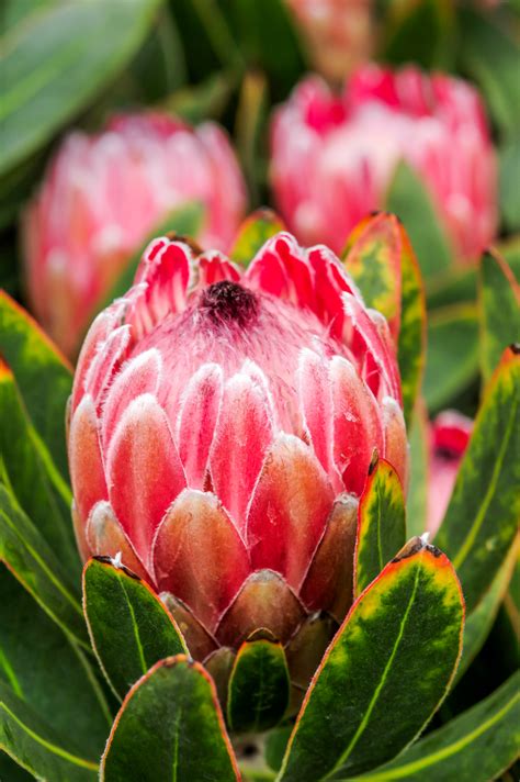 A guide to growing proteas | SA Garden ... Flor Protea, Protea Plant, Protea Flower, Amazing ...