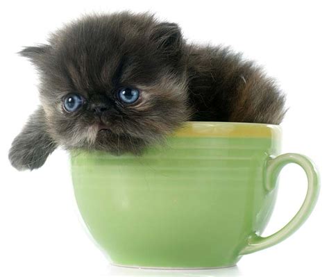 Munchkin Teacup Cat Breeds - Cat's Blog