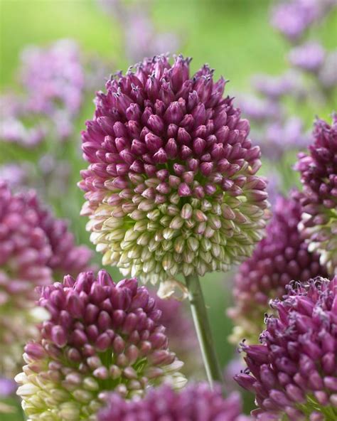 Allium miniature 'Sphaerocephalon' Ornamental Onion from ADR Bulbs