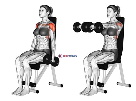 Dumbbell Seated Front Raise (female) - Home Gym Review