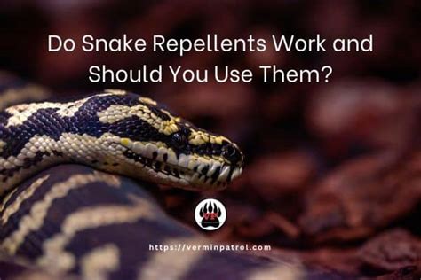 Do Snake Repellents Work and Should You Use Them? | The Vermin Patrol