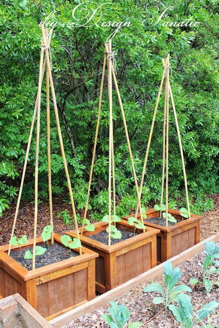 Growing Green Beans Pots - Okejely Garden Plant