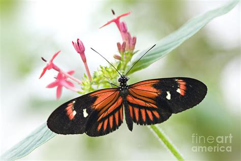 Passion Flower Butterfly Photograph by Jacky Parker | Fine Art America