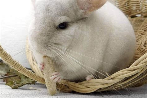 Chinchilla Teeth: Size, Growth, Care, And Vital Information